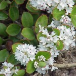Hebe decumbens